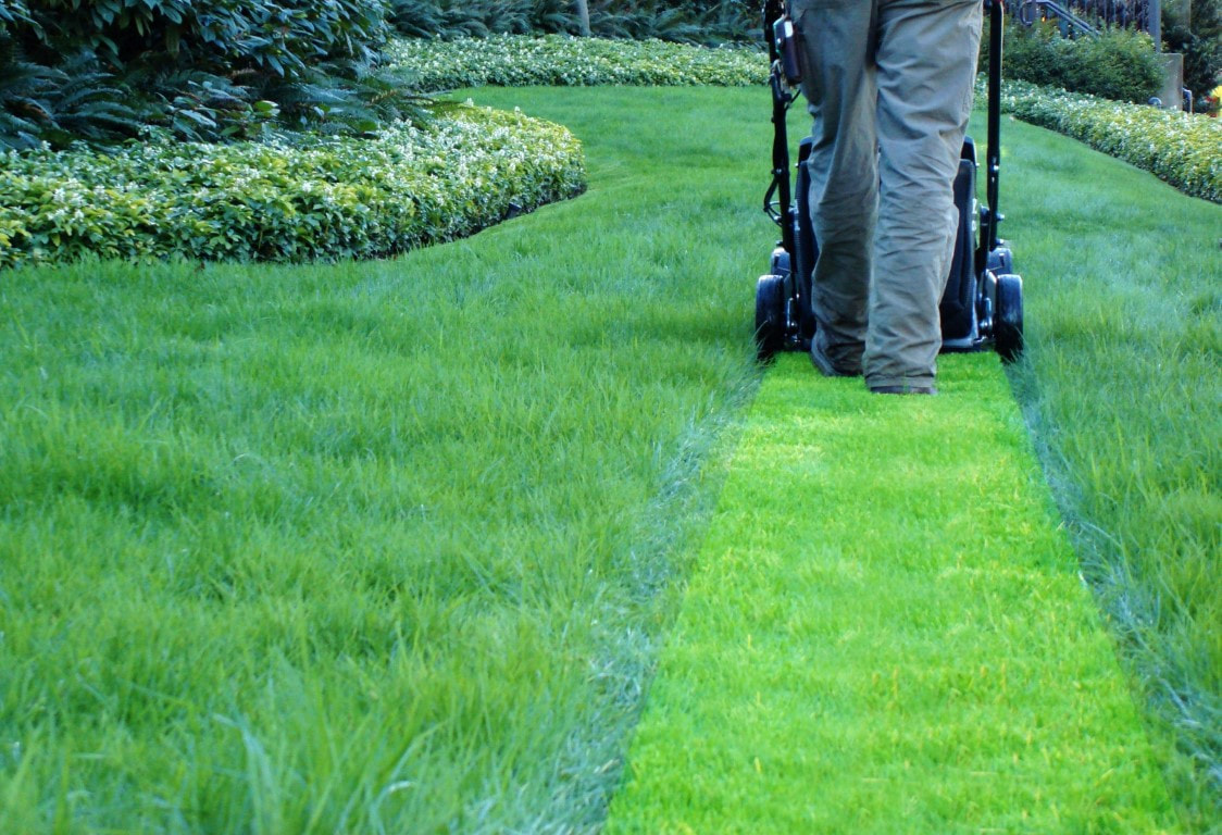 An image of Lawn Maintenance in Costa Mesa CA